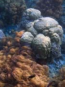 Diving around Bunaken island, Alban dive site. Sulawesi, Indonesia.