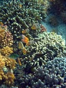 Diving around Bunaken island, Alban dive site. Sulawesi, Indonesia.