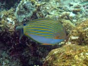 Diving around Bunaken island, Alban dive site. Sulawesi, Indonesia.