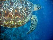 Turtle. Diving around Bunaken island, Lekuan I dive site. Sulawesi, Indonesia.