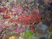 Scorpionfish. Diving around Bunaken island, Lekuan I dive site. Sulawesi, Indonesia.
