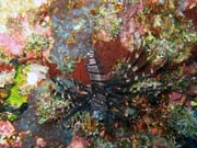 Lionfish. Diving around Togian islands, Kadidiri, Taipee Wall dive site. Sulawesi, Indonesia.