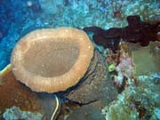 Diving around Togian islands, Kadidiri, Taipee Wall dive site. Sulawesi, Indonesia.