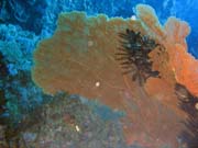 Diving around Togian islands, Kadidiri, Taipee Wall dive site. Sulawesi, Indonesia.