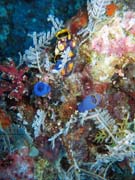 Diving around Togian islands, Kadidiri, Labyrinth dive site. Sulawesi, Indonesia.