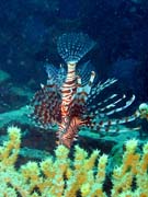 Lionfish. Diving around Togian islands, Kadidiri, plane wreck B24 from the 2nd World War sunken on Mai 3rd, 1945. Sulawesi, Indonesia.