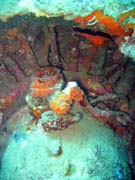 Diving around Togian islands, Kadidiri, plane wreck B24 from the 2nd World War sunken on Mai 3rd, 1945. Sulawesi, Indonesia.