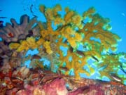 Diving around Togian islands, Kadidiri, around plane wreck B24 from the 2nd World War. Sulawesi, Indonesia.