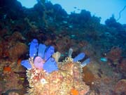Diving around Togian islands, Kadidiri, around plane wreck B24 from the 2nd World War. Sulawesi, Indonesia.