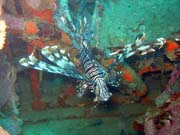 Lionfish. Diving around Togian islands, Kadidiri, plane wreck B24 from the 2nd World War sunken on Mai 3rd, 1945. Sulawesi,  Indonesia.