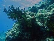 Diving around Togian islands, Kadidiri, Two Canyons dive site. Sulawesi, Indonesia.