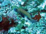 Diving around Togian islands, Kadidiri, Two Canyons dive site. Sulawesi, Indonesia.