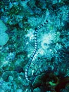Sea krait (Laticauda colubrina). Diving around Togian islands, Kadidiri, Two Canyons dive site. Sulawesi, Indonesia.