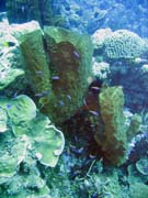 Diving around Togian islands, Kadidiri, Two Canyons dive site. Sulawesi, Indonesia.