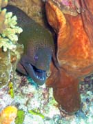 Giant moray eel (Gymnothorax javanicus). Diving around Togian islands, Kadidiri, Two Canyons dive site. Indonesia.