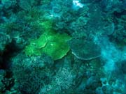 Diving around Togian islands, Kadidiri, Batu Gila dive site. Indonesia.