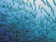Barracudas. Diving around Togian islands, Una Una, Apollo dive site. Indonesia.