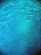 Barracudas. Diving around Togian islands, Una Una, Apollo dive site. Indonesia.