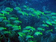 Diving around Togian islands, Una Una, Apollo dive ssite.pot. Indonesia.