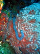Diving around Togian islands, Una Una, Fishermania/Pinacle dive site. Indonesia.