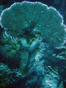 Diving around Togian islands, Una Una, Fishermania/Pinacle dive site. Indonesia.