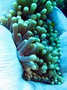 Anemone Cleaning Shrimp. Diving around Togian islands, Una Una, Fishermania/Pinnacle dive site. Indonesia.