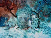 Squid. Diving around Togian islands, Kadidiri, Dominic Rock dive site. Sulawesi, Indonesia.