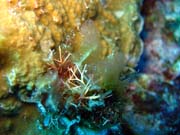Diving around Togian islands, Kadidiri, Dominic Rock dive site. Sulawesi, Indonesia.