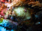Diving around Togian islands, Kadidiri, Dominic Rock dive site. Sulawesi, Indonesia.