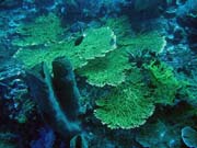Diving around Togian islands, Kadidiri, Dominic Rock dive site. Sulawesi, Indonesia.