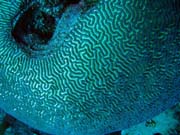 Diving around Togian islands, Kadidiri, Dominic Rock dive site. Sulawesi, Indonesia.