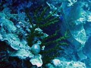 Diving around Togian islands, Kadidiri, Dominic Rock dive site. Sulawesi, Indonesia.