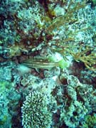 Diving around Togian islands, Kadidiri, Dominic Rock dive site. Sulawesi, Indonesia.