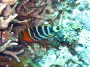 Diving around Togian islands, Kadidiri, Dominic Rock dive site. Sulawesi, Indonesia.