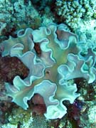 Diving around Togian islands, Kadidiri, Dominic Rock dive site. Sulawesi, Indonesia.