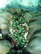 Giant Clam, Diving around Togian islands, Kadidiri, Dominic Rock dive site. Sulawesi, Indonesia.