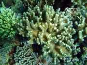 Diving around Togian islands, Kadidiri, Dominic Rock dive site. Sulawesi, Indonesia.