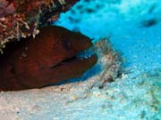Diving around Togian islands, Kadidiri, Taipai island dive site. Sulawesi, Indonesia.