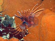Lionfish. Diving around Togian islands, Kadidiri, Taipai island dive site. Sulawesi, Indonesia.