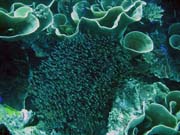 Diving around Togian islands, Kadidiri, Taipai island dive site. Sulawesi, Indonesia.