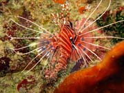 Lionfish. Diving around Togian islands, Kadidiri, Taipai island dive site. Sulawesi, Indonesia.