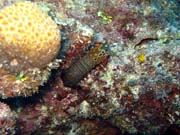 Diving around Togian islands, Kadidiri, Taipai island dive site. Sulawesi, Indonesia.