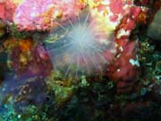 Diving around Biak islands, Owi island dive site. Papua, Indonesia.