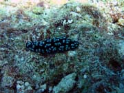 Polyclad flatworn. Diving around Biak islands, Owi island dive site. Papua,  Indonesia.