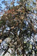 Rhododendron tree. Chin State. Myanmar (Burma).
