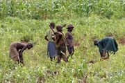 Work at fields. Somba people is mostly farmers. Boukoumb� area. Benin.