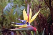 Strelicia flower, Cape Town. South Africa.