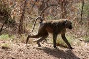 Monkeys are frequently seen along the main road N'Gaound�r� - Maroua. Cameroon.