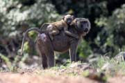 Monkeys are frequently seen along the main road N'Gaound�r� - Maroua. Cameroon.