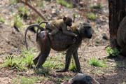 Monkeys are frequently seen along the main road N'Gaound�r� - Maroua. Cameroon.